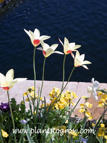 'Lady Jane' Tulip (Tulipa clusiana)